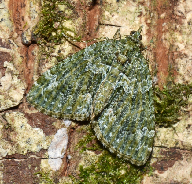 Chloroclysta siterata